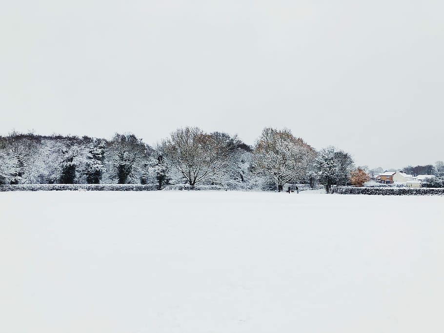 snow covered ground under white sky at daytime, snow cover trees during daytime HD wallpaper