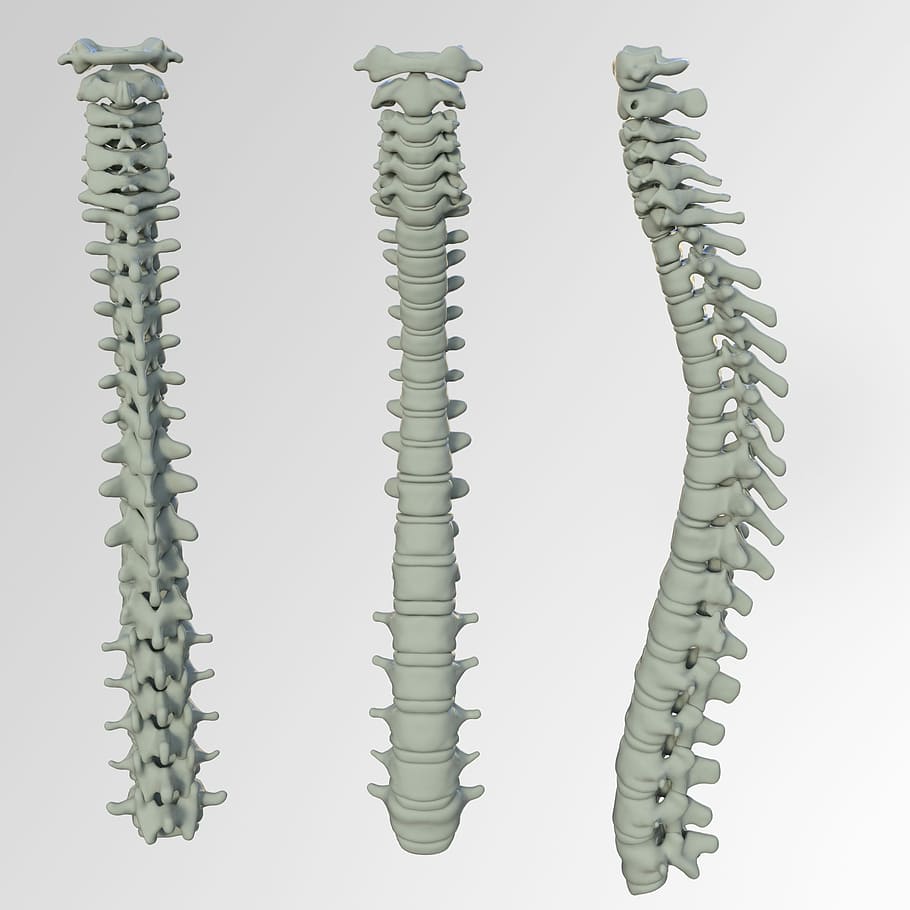spinal cord bone collage, spine, back pain, vertebrae, intervertebral discs, HD wallpaper