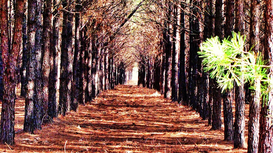 brown soil in the middle of trees, Rows, Pathway, Pine Trees HD wallpaper