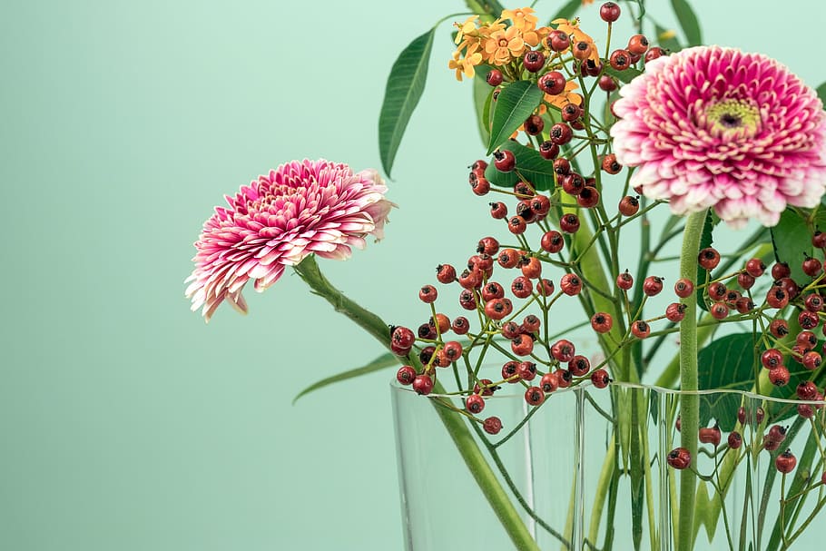 selective focus photography of pink daisies centerpiece, green HD wallpaper