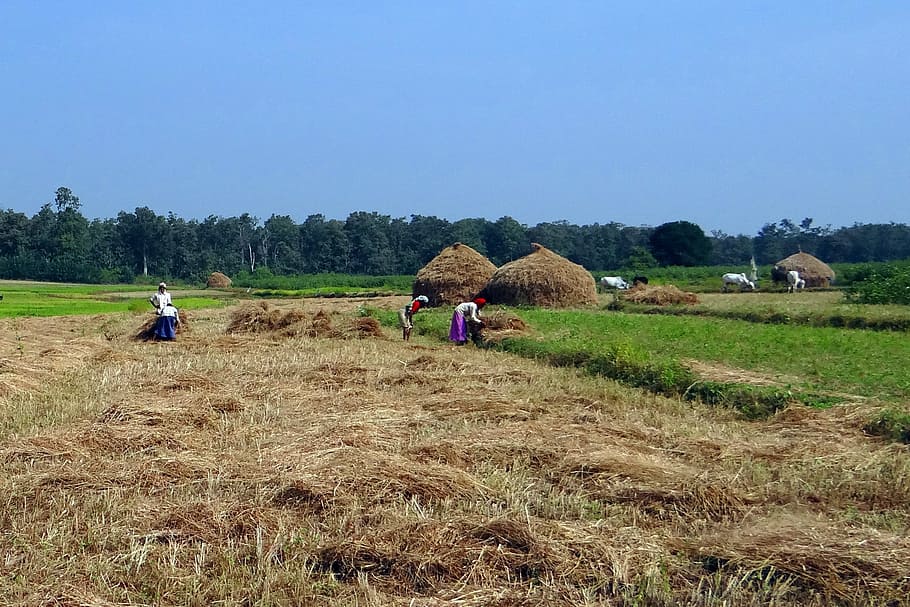 Paddy, Harvest, Kalghatgi, Dharwad, India, paddy harvest, farm oxen