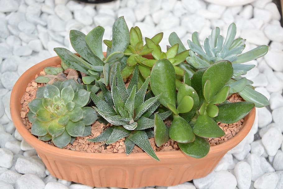 cactus, cacti, pot, offer gift, nature, decorative, botany HD wallpaper