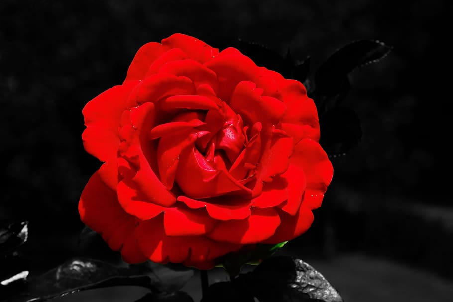 Blossom, Bloom, Close, Nature, rose, red, red rose, love, of course HD wallpaper