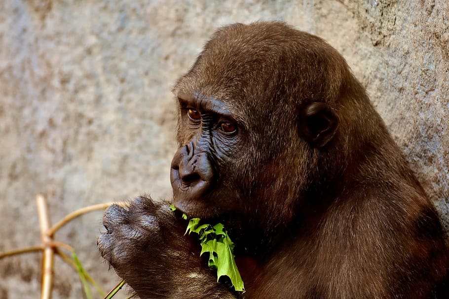 brown gorilla eating leaf, Feeding, Hungry, Greedy, Zoo, hellabrunn, HD wallpaper