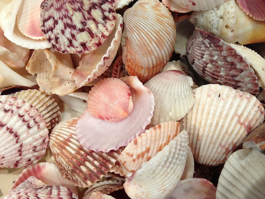 sea shells, beach, ocean, food and drink, freshness, full frame HD wallpaper