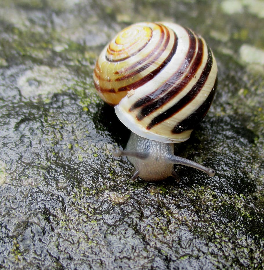 snail, shell, spiral, mollusk, stone, rainy weather, close HD wallpaper