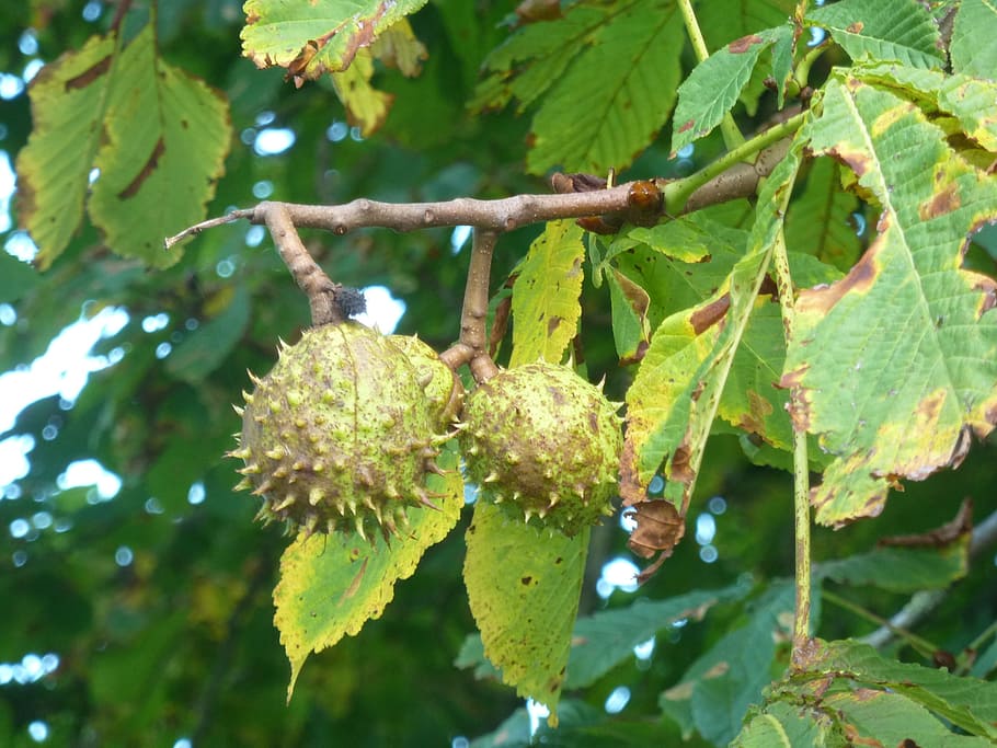 chestnut, autumn, tree, prickly, fruit, seeds, chestnut tree HD wallpaper