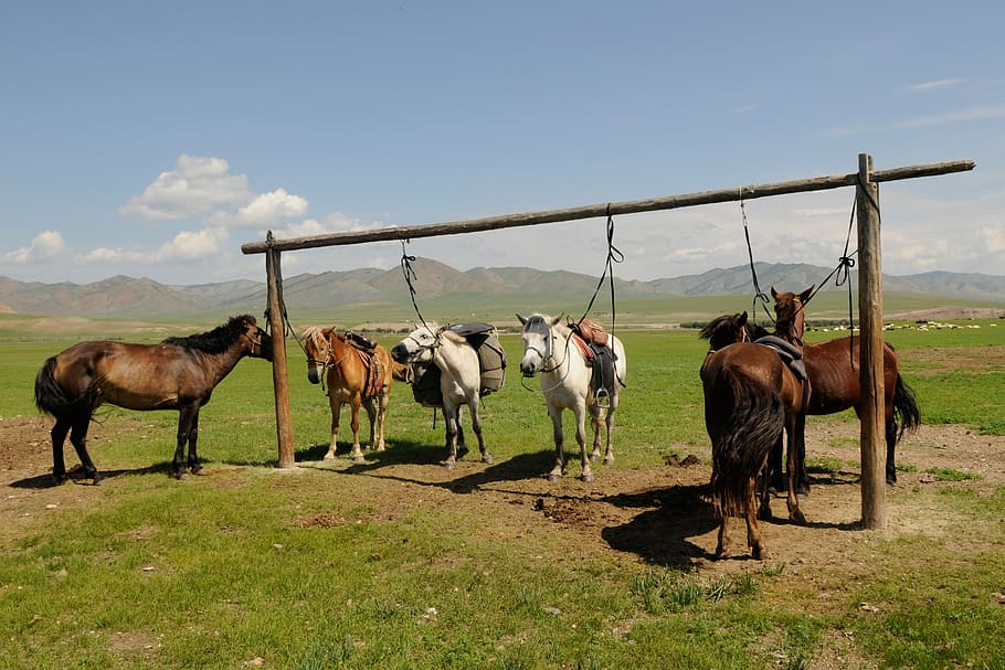 mongolia, horses, break, mammal, domestic animals, animal themes HD wallpaper