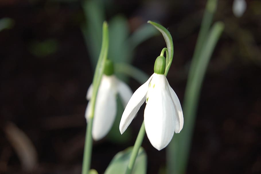 spring, flowers, snowdrop, march, blooming, plant, growth, vulnerability HD wallpaper