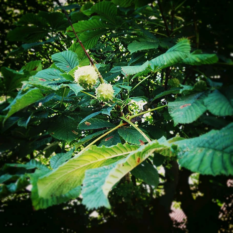 chestnut, chestnut tree, chestnut leaves, green, foliage, nature HD wallpaper