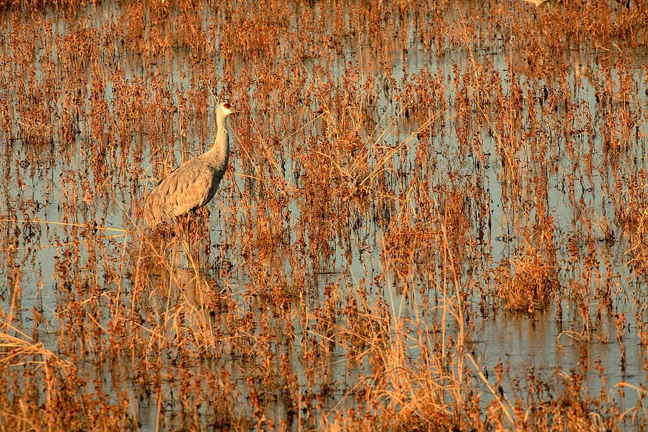 swamp, bird, fly, wings, feather, wildlife, beak, dom, outdoor HD wallpaper