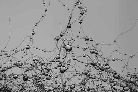 grayscale photography of water dews, drop, network, synapse HD wallpaper