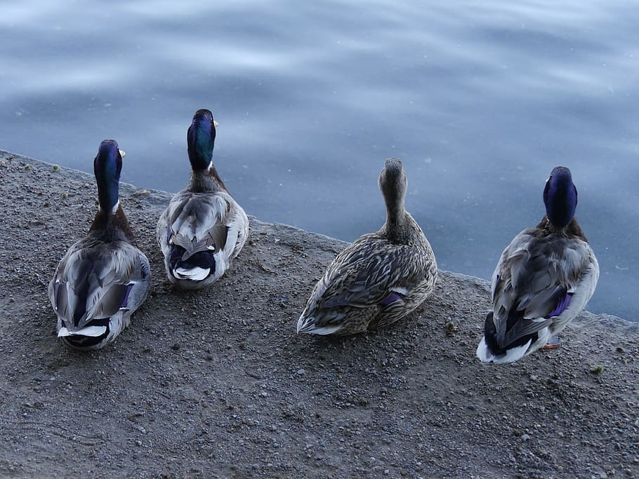 Ducks, Pensive, four ducks, pensive ducks, duck backs, duckies HD wallpaper
