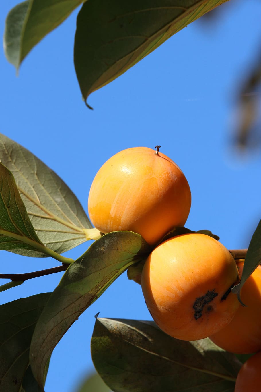 tags comma separated persimmon, fruit, autumn, nature, wood HD wallpaper