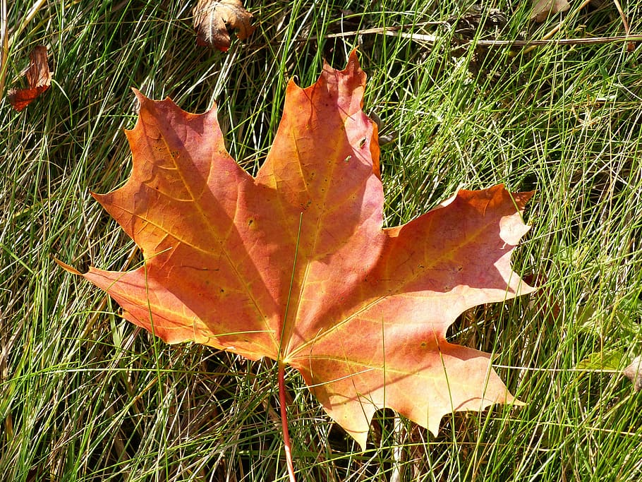 leaf, maple, autumn, colors, grass, garden, nature, season HD wallpaper