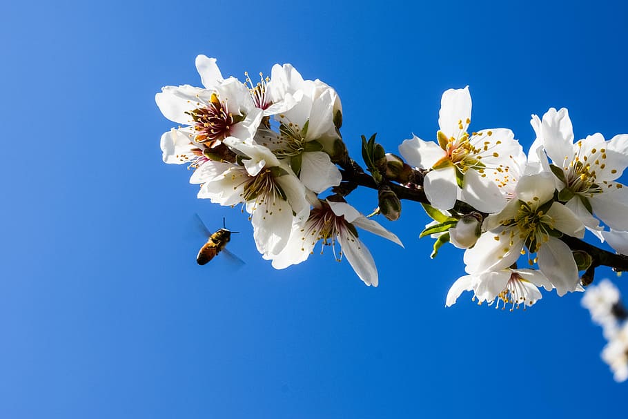 almond tree, flowers, bee, nature, branch, blossom, blooming, HD wallpaper