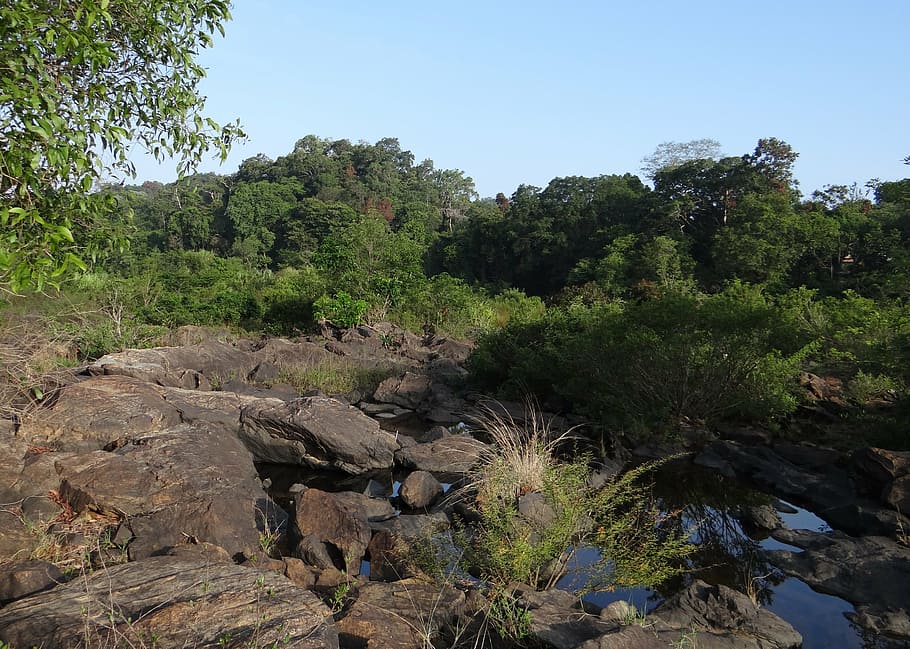 evergreen forest, western ghats, sharavati river, river bed, HD wallpaper