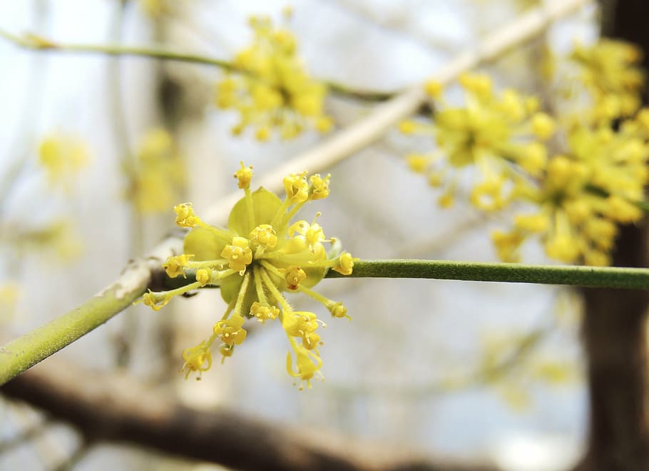 blossom, bloom, flower, fruegling, yellow, color, nature, plant HD wallpaper