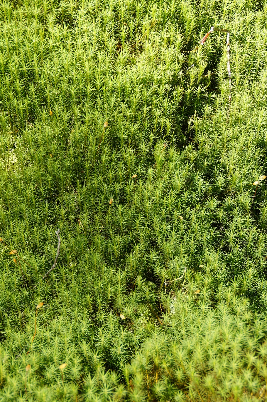 Moss, Background, Texture, green, structure, nature, fouling HD wallpaper