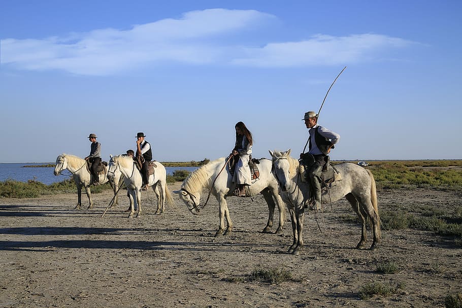 gardian, horse, horses, camargue, saddle, jumper, caliper, white, HD wallpaper