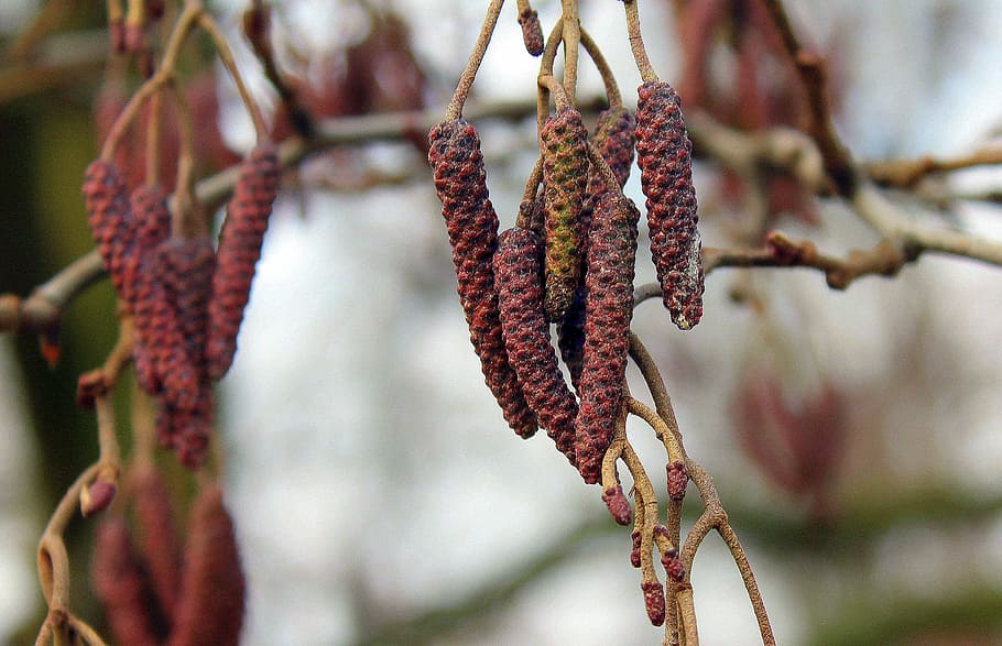 red and brown fruit lot, willow, plant, tree, nature, at the court of HD wallpaper