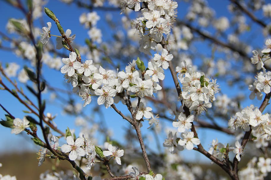 spring, flowers, nature, bloom, plant, macro, fragility, flowering plant HD wallpaper