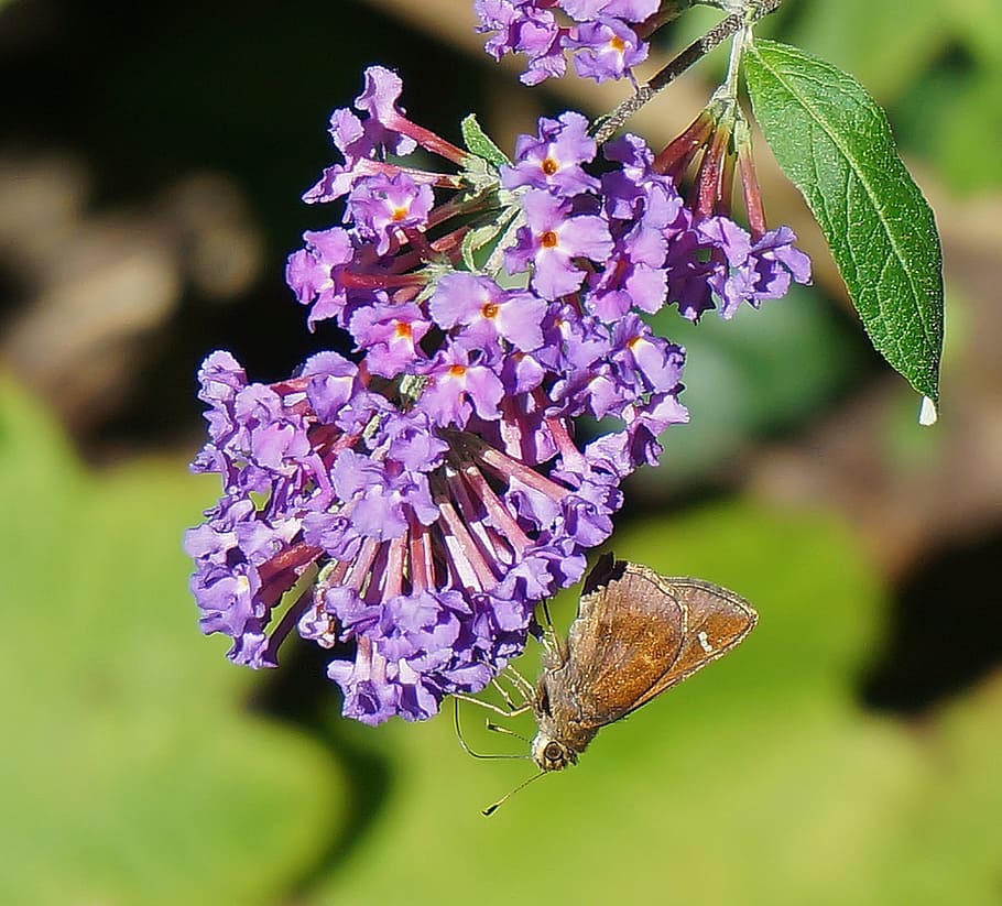 clouded skipper, butterfly, insect, animal, nature, garden HD wallpaper