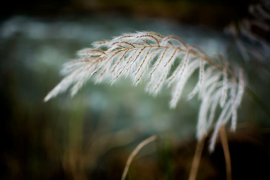 grass, white, breeze, field, spring, summer, outdoor, meadow HD wallpaper