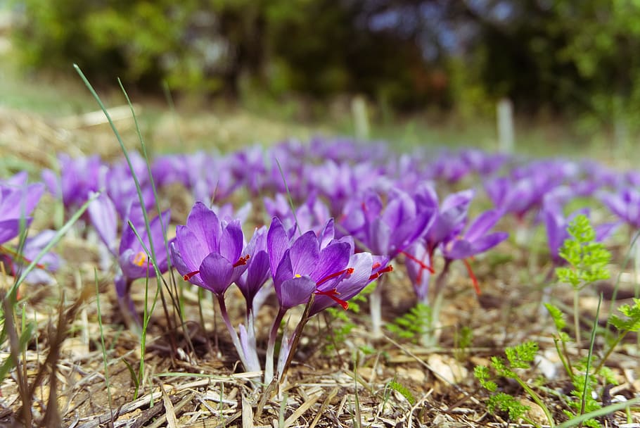 saffron, crocus sativus, saffron flower, fall, spice, plantation HD wallpaper