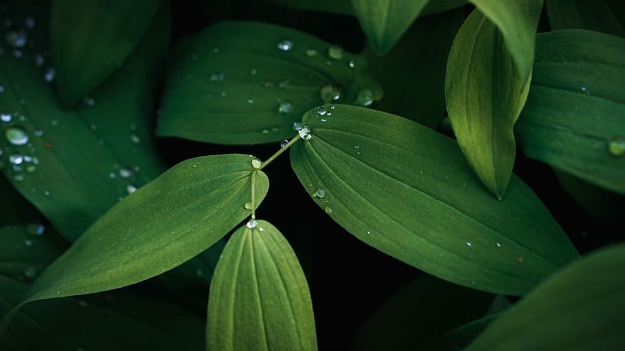 Secret garden, water bubble on green leaf plant photo, droplets HD wallpaper