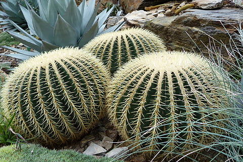 nature, sting, cactus, cactaceae, echinocactus grusonii, globose HD wallpaper
