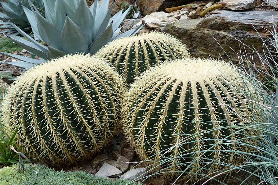 nature, sting, cactus, cactaceae, echinocactus grusonii, globose HD wallpaper