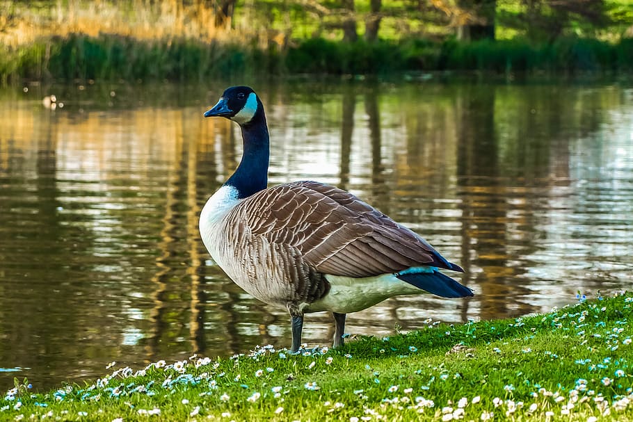 Goose, Nature, Water, animals in the wild, animal themes, one animal HD wallpaper