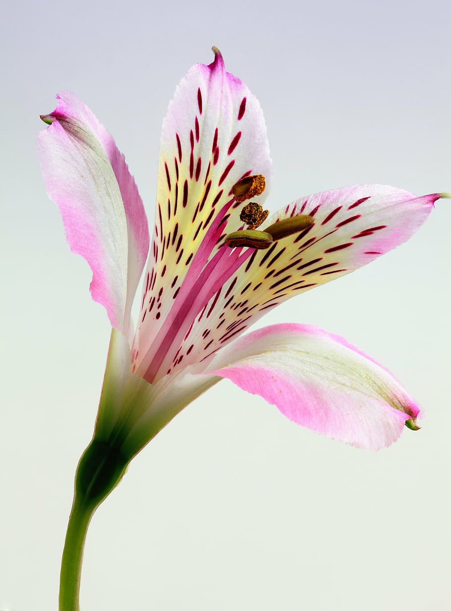 beautiful, bloom, blooming, bright, color, colorful, colourful HD wallpaper