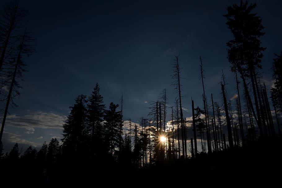 sunset, forest, sky, tree, west, nature, light, shadow, twilight HD wallpaper
