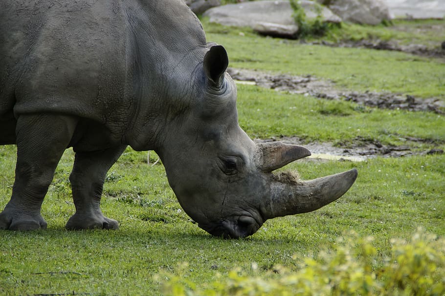 rhino, horn, horns, head, side, animal portrait, close, animal themes HD wallpaper
