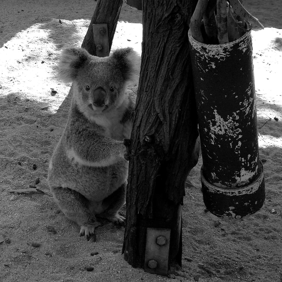 koala holding tree photo, Nature, Zoo, Animals, Wildlife, mammal HD wallpaper