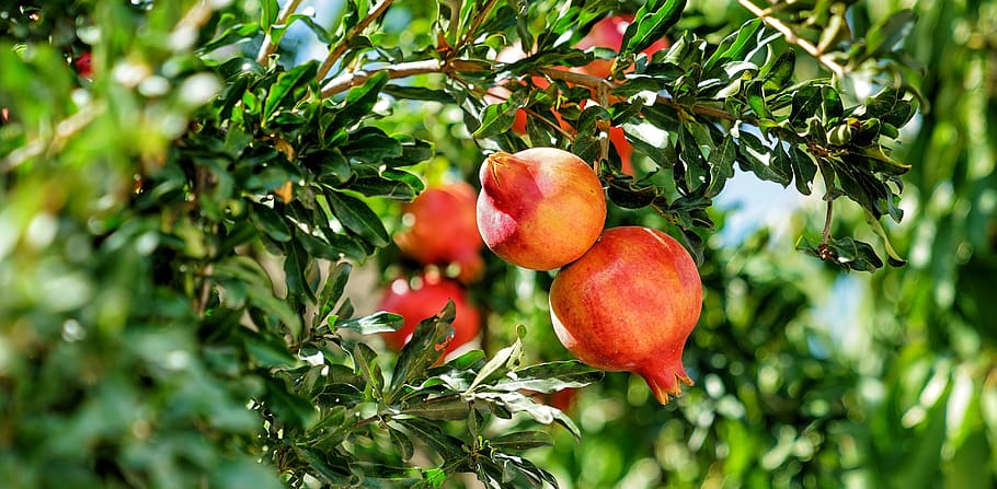 pomegranate fruit, tree, tropical, food, healthy eating, food and drink HD wallpaper