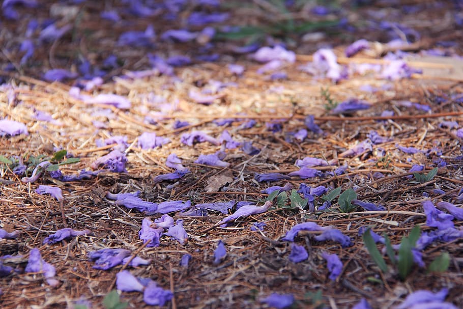 fantastic, purple, trees, beautiful, jacaranda trees, pretoria HD wallpaper
