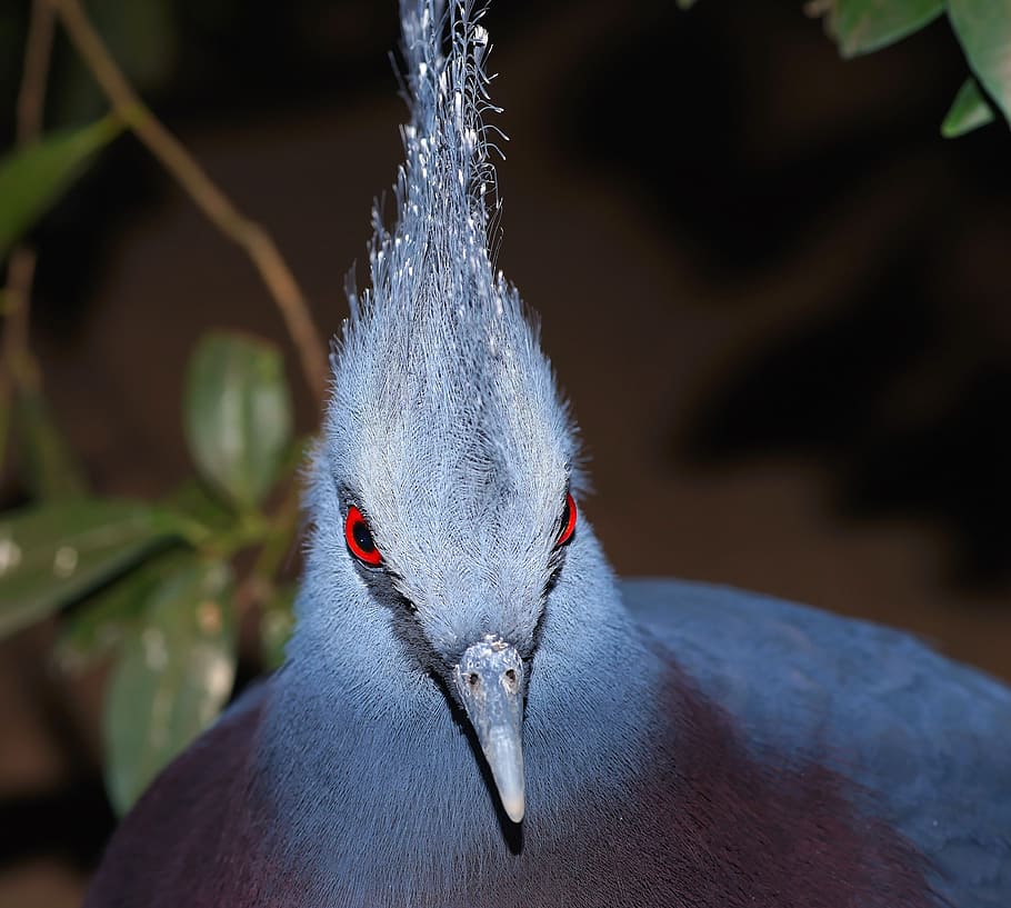 dove, fan-deaf, hood springs, fan-crest, bird, spring crown, HD wallpaper