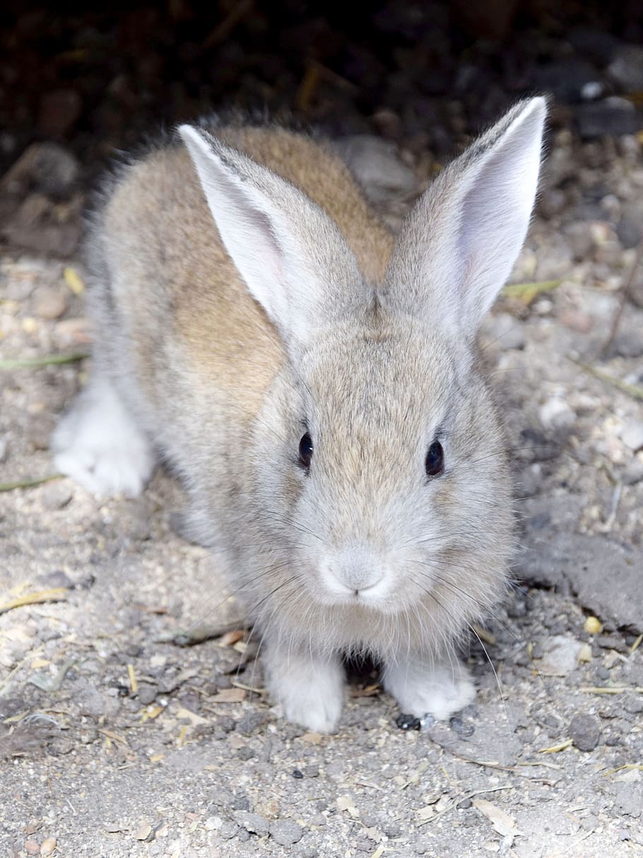 Rabbit, Animals, Fur, Ears, one animal, animal themes, looking at camera HD wallpaper
