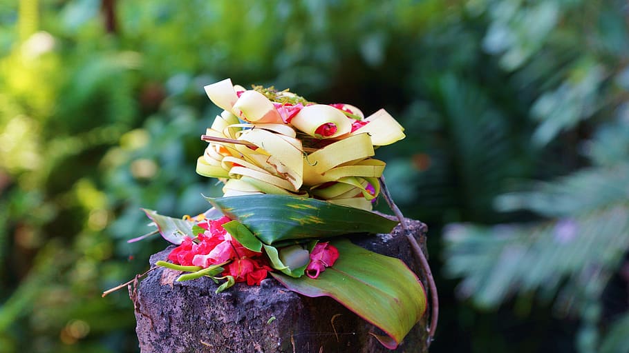 bali, offering, plant, flower, flowering plant, focus on foreground HD wallpaper