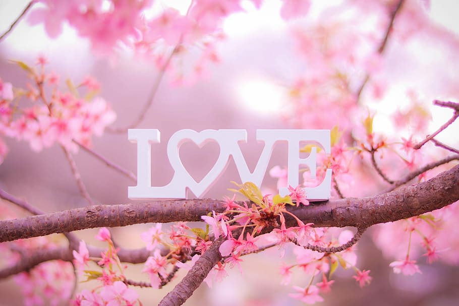 selective focus photography of white cutout LOVE decor on pink petaled tree HD wallpaper