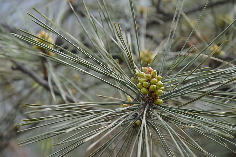 green plant, pine, needles, flowers, blossoms, blooming, spring HD wallpaper