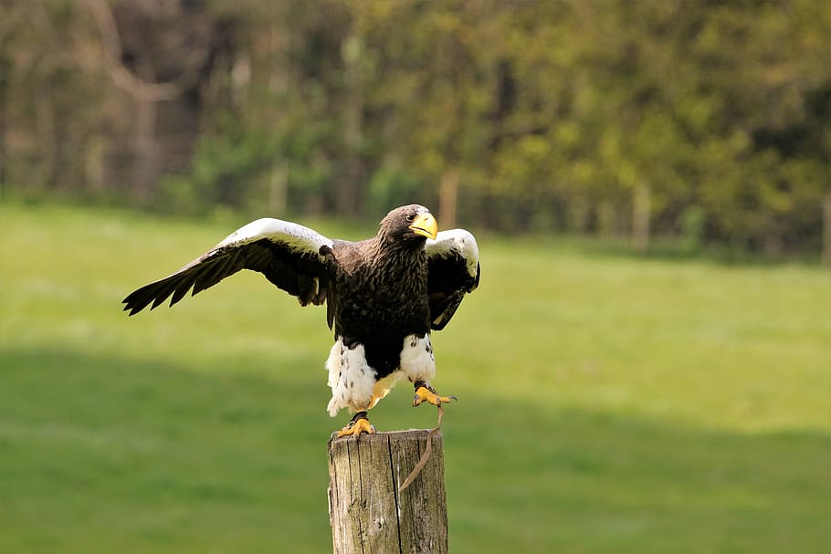 Sea Eagle, Stella, stella sea eagle, nature, animal, prey, wildlife HD wallpaper
