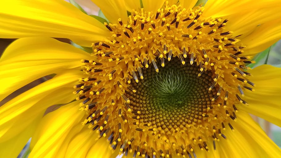 sunflower, flowering plant, yellow, flower head, growth, beauty in nature HD wallpaper