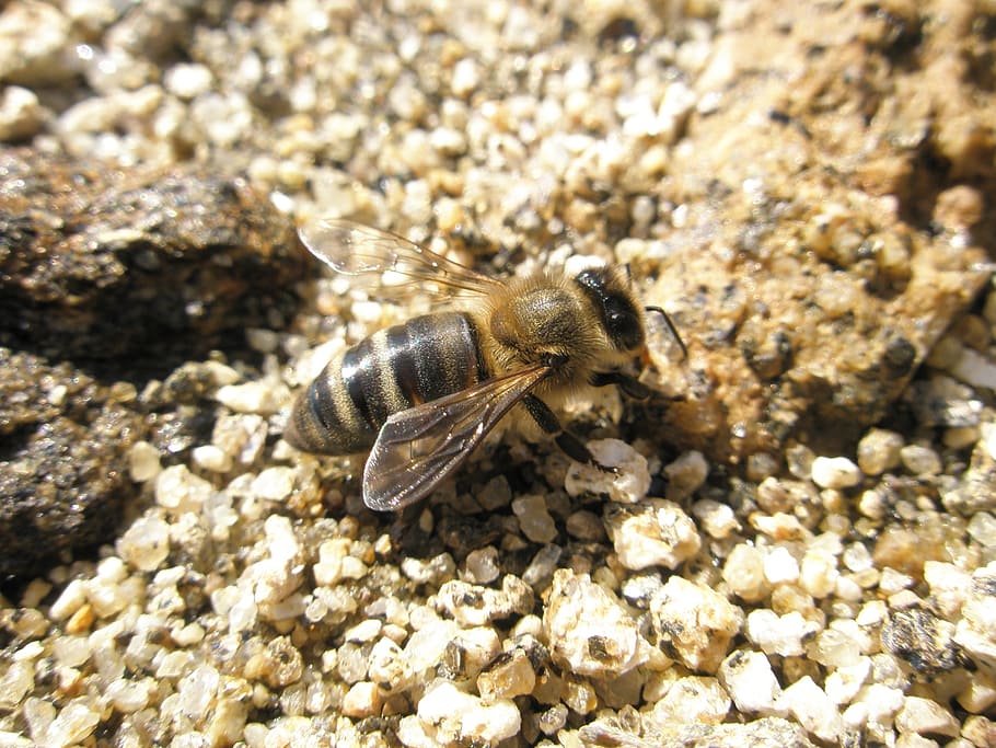 bee, insects, bees, animal themes, animal wildlife, animals in the wild HD wallpaper