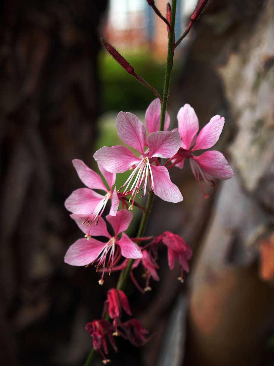 japanese maple, bloom, blossom, spring, buds, tree, flower HD wallpaper