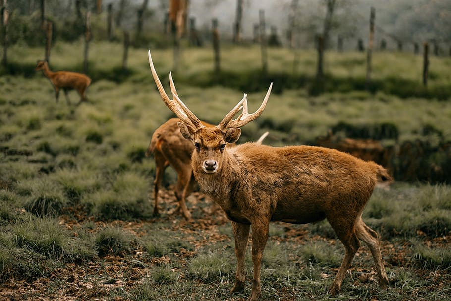 deer on green grass, brown moose on forest, antlers, animal, fur, HD wallpaper