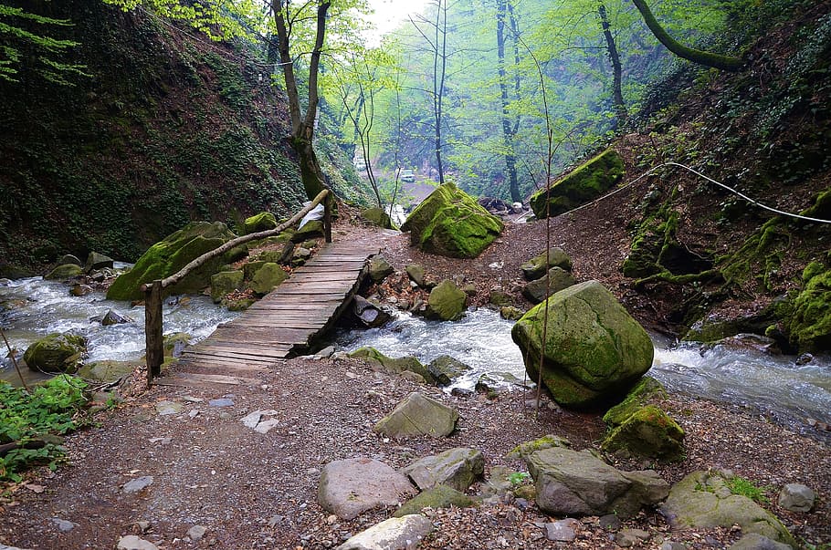 forest, water, steps, landscape, nature, tourism, tropical HD wallpaper